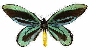Exploring Lepidoptera Queen Alexandra Birdwing Butterfly Vanderbilt Museum In 2020 Queen Alexandra Venomous Animals Butterfly Live
