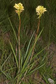 Image result for Eulophia ensata