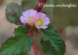 Image result for Melochia corchorifolia