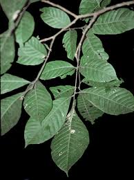 Image result for Trichilia