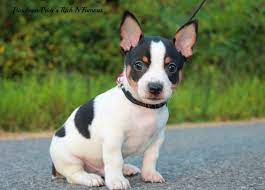 Rat Terrier Teddy Roosevelt Terrier Omg I Need To Hold This Dog Rat Terrier Dogs Terrier Puppies Terrier