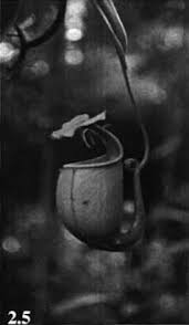 Image result for Pandanus chiliocarpus