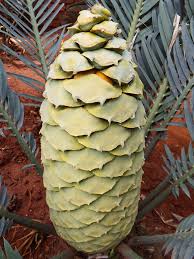 Image result for Encephalartos schmitzii