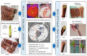 Image result for graft grape vines