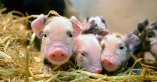We did not find results for: Teacup Pigs Getting Abandoned Across America Cbs News