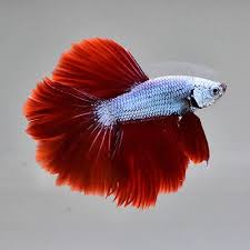 Live Betta Fish 034 Silver Red Copper 034 Hmpk Premium Grade Male From Thailand Betta Fish Betta Fish