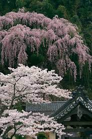 Fkujyu Temple Sakura Japanese Garden Asian Garden Japan
