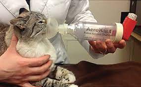 Update Diagnosis Treatment Of Feline Asthma Clinician S Brief