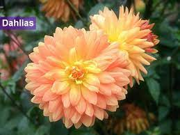 View Best Beautiful Flowers Photos Collection Dahlias Beautiful Flower Photo Dahlia Flower Beautiful Flowers Pictures Beautiful Flowers