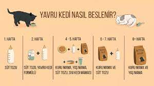7 adimda yavru kedi nasil beslenir en detayli rehber