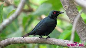 Cara Merawat Burung Cucak Keling Agar Sehat Dan Gacor Burung Burung Gagak Kandang Burung