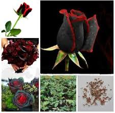 They are a tinge darker than the black magic rose. Vsquare Retail Rose Mix Attractive Bonsai Red Black Rose 10 Plant Seed Best Price In India Vsquare Retail Rose Mix Attractive Bonsai Red Black Rose 10 Plant Seed Compare Price List