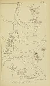 Image result for Tridactyle anthomaniaca