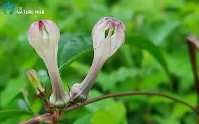 Image result for Ceropegia buchananii