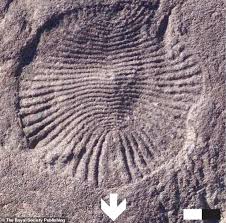 There habitat is anywhere in the desert as ther is only sand. Studies Show That Humans Share Genes With The Headless Sea Monster Of 555 Million Years Ago Eminetra Co Uk