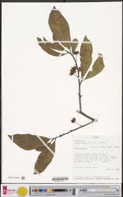 Image result for Ochna afzelii