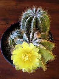 To compensate, cacti have developed special abilities that allow them to. Get Stuck On Cactus And Succulents
