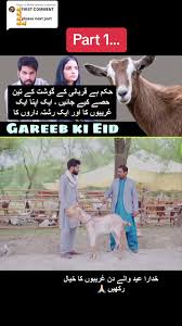 Replying to @Malik Bashir #ishq0808 #fypシ゚viral #mytiktok #video #CapCut  #foryoupage #viraltiktok #tvshow #عید_الضحی_مبارک #Foryou #eidmubarak  #qurbani #meet #goat #cow #video #mytiktok