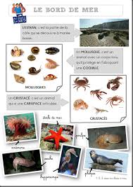 Projet Complet Tous A La Mer Classe De Mer Theme De La Mer La Mer