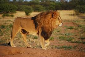 A comprehensive and complete a to z list of africa animals together with information and photos about each of the wild animals of africa. A To Z Gallery Of Animal Pictures