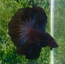 303 Thai Import Fancy Black Orchid Hm Halfmoon Male Betta Splendens Live Fish Betta Black Orchid Live Fish