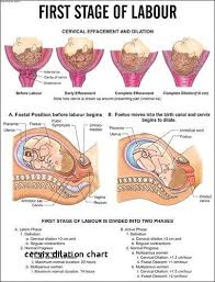 Cervix Dilation Chart Lovely 22 Cervix Dilation Chart
