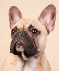 English breeders much preferred the shape, but. French Bulldog Breed Information Center The Complete Frenchie Guide