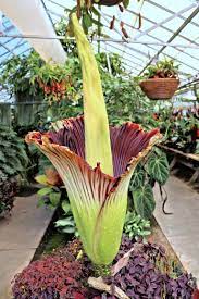 Video Cal Poly Slo Corpse Flower Plant Blooms On Campus Modesto Bee