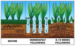 Soil becomes packed down and pressed together plug aerators also remove thatch. Yardscaping Lawns Thatch And Soil Compaction
