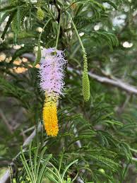 Image result for Meiostemon tetrandrus