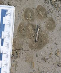 Drive up into the lofty sierra nevada, which conservationist john muir called 'the range of light.' make your way to tuolumne meadows, the sierra nevada's largest subalpine meadow, with fields of wildflowers, bubbling streams, ragged granite peaks and cooler temperatures at an elevation of 8600ft. Gray Fox Animal Tracks And Signs By Beartracker Wildlife Tracking Inaturalist