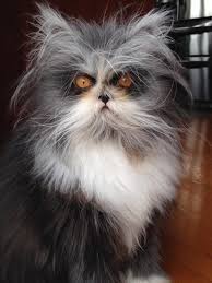 Maybe you would like to learn more about one of these? Atchoum The Cat Official Website Home