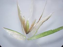 Image result for Anthoxanthum nivale