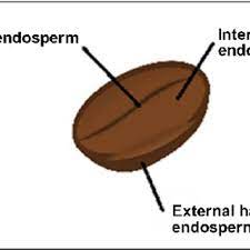 More buying choices $8.93 (3 new offers) Parts Of The Coffee Bean Download Scientific Diagram