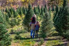 Maybe you would like to learn more about one of these? 12 Best Christmas Tree Farms In Ohio Linda On The Run