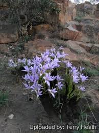 Image result for Xerophyta humilis