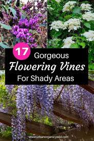 Flowering perennial plants can be tall—in fact, probably much taller than you think. 17 Gorgeous Flowering Vines That Grow In Shady Areas