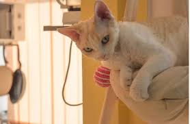 Your cat will not like to scratch a furniture which has this kind of protector sheets. Do Devon Rex Cats Scratch Furniture Petskb