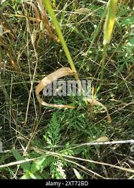 Image result for Hyparrhenia anthistirioides