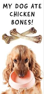 My Dog Ate Chicken Bones A Vet S Guide To Dogs Eating Chicken Bones In 2020 Dog Ate Chicken Bones Dog Eating Can Dogs Eat Chicken