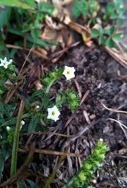 Image result for Heliotropium zeylanicum