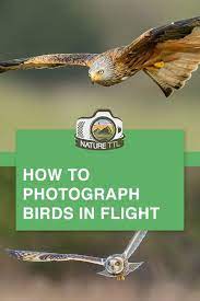 How To Photograph Birds In Flight Wildlife Photography Tips Wildlife Photography Wildlife Photography Birds