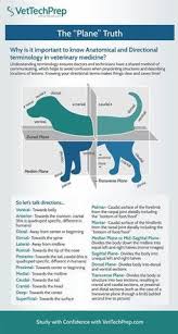 Pet care clinic of doral. The Importance Of Knowing Anatomical And Directional Terminology Vet Medicine Veterinary Veterinary Medicine