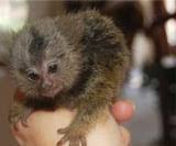 We did not find results for: Exotic Animals For Sale