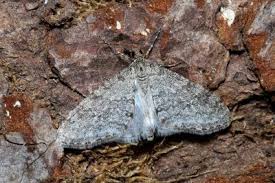 Image result for Trichopteryx