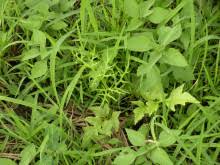 Image result for Parkeriaceae