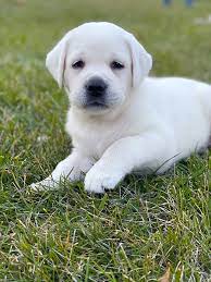English White Labrador Puppies White Lab Puppies White Labrador English Labrador