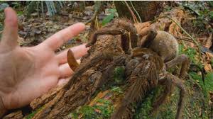 C'est aussi, dans la majorité des classements mondiaux, l'un des plats il peut paraître peu ragoûtant pour vous. La Plus Grosse Araignee Du Monde Surprend Un Scientifique En Pleine Foret