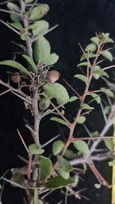 Image result for Gymnosporia pubescens