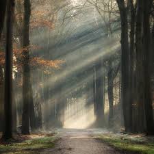 Absolutely Magical And Beautiful Forest Photography By Martin Podt Forest Photography Scenery Photography Nature Photography